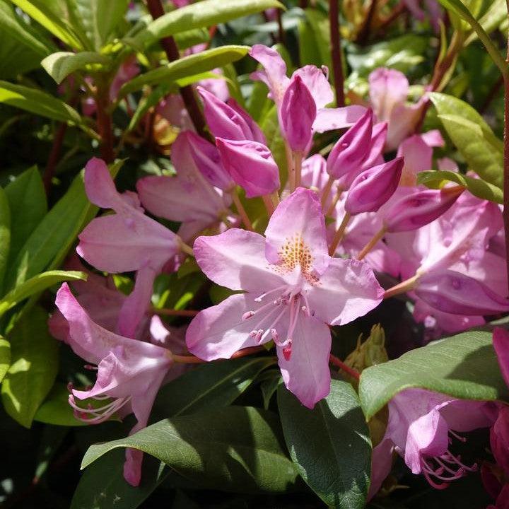 Rhododendron maximum 'Independence' - Independence Rosebay Rhododendron