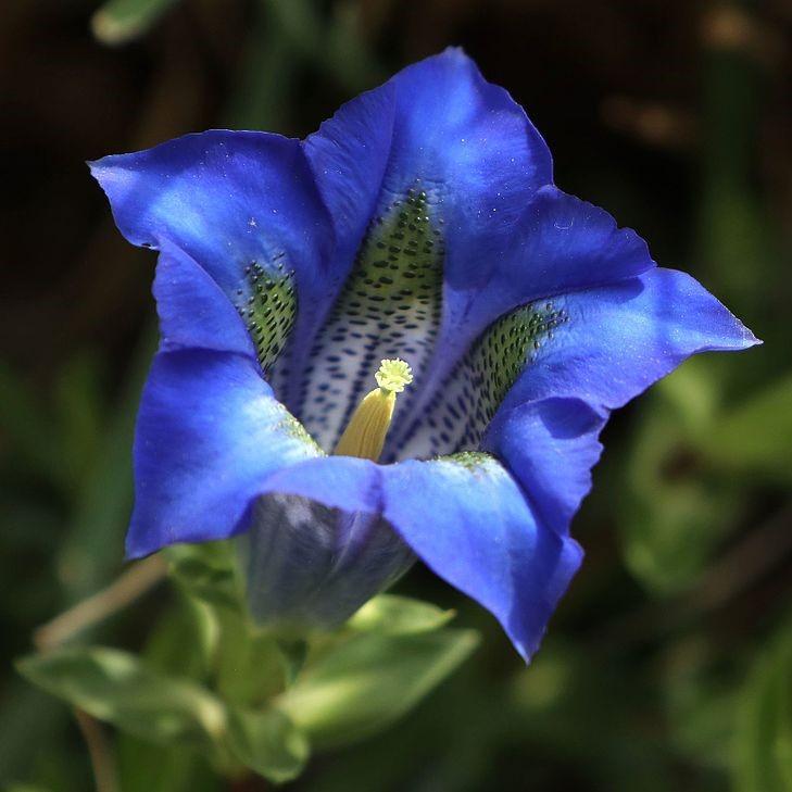 Gentiana 'True Blue' - True Blue Gentian