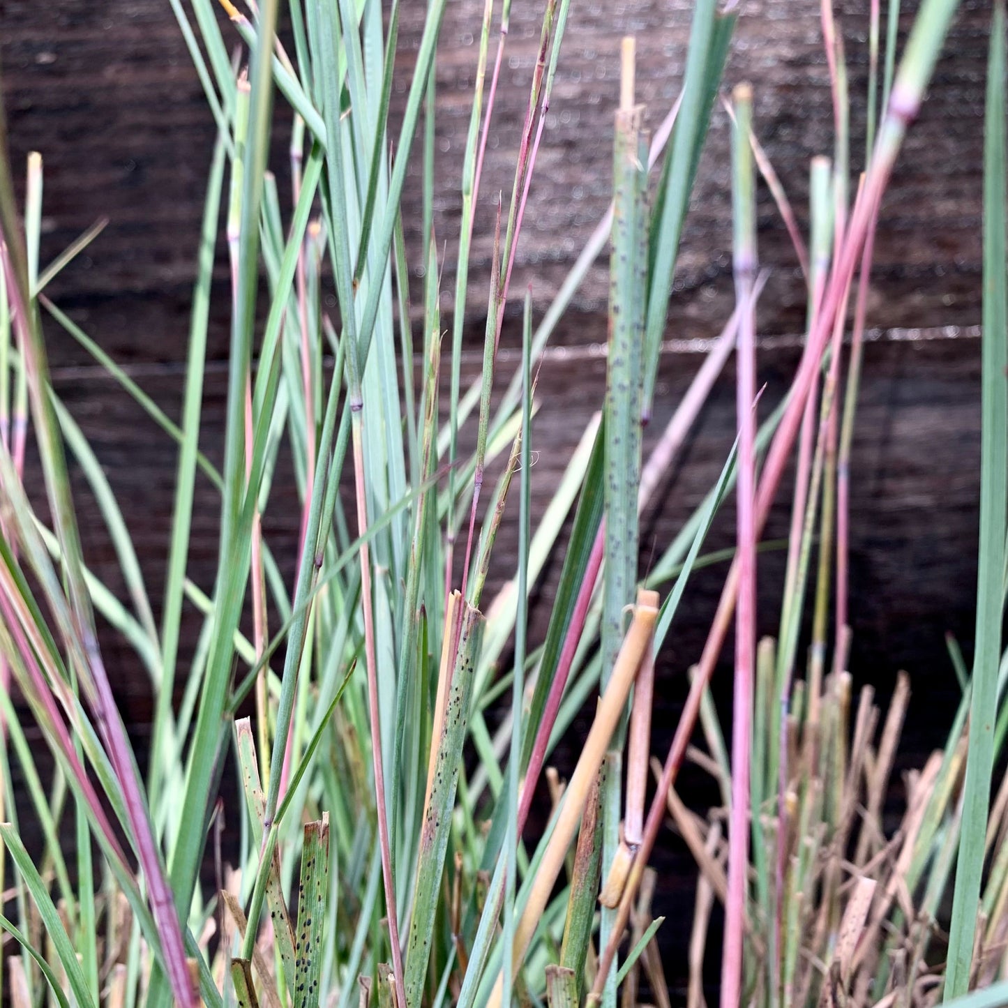 Schizachyrium scoparium 'The Blues' - The Blues Little Bluestem