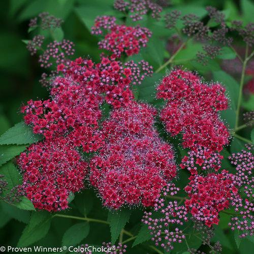 Spiraea japonica 'SMNSJMFR' PP#26,993 - Double Play® Red Spirea