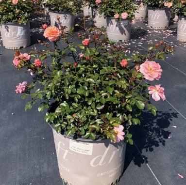 Rosa 'Meimirrot' PP#23,354 - Apricot Drift® Rose