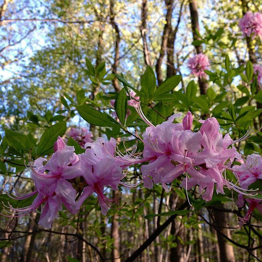 Rhododendron periclymenoides - Pinxterbloom Azalea