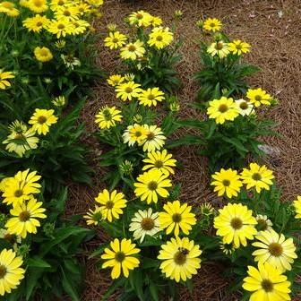 Echinacea 'Balsomsolst' - Sombrero® Summer Solstice Coneflower