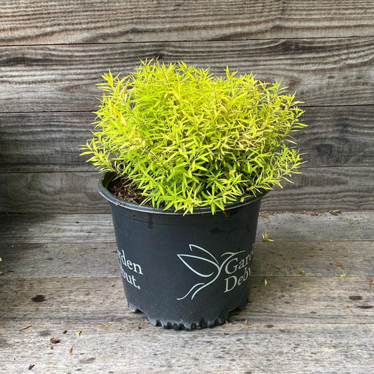 Spiraea thunbergii 'Ogon' - Gold Thread™ Spirea, Mellow Yellow Spiraea