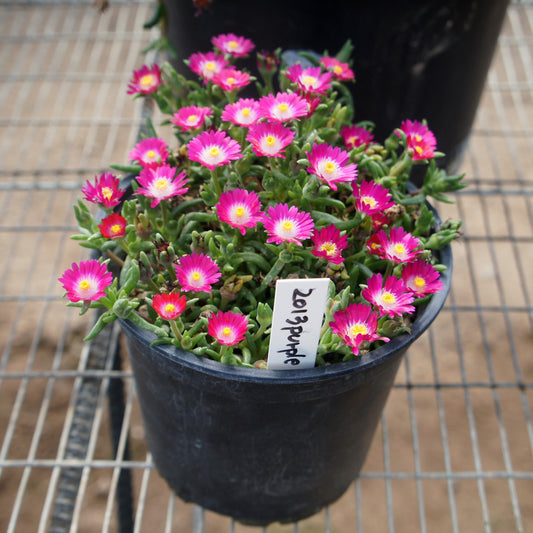 Delosperma cooperi 'DSAM13-1' - Jewel of Desert® Amethyst Ice Plant