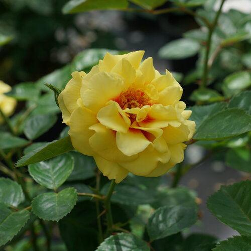 Rosa x 'ChewGateway' - Rise Up® Ringo® Climbing Rose