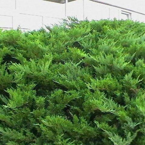 Juniperus chinensis sargentii 'Viridis' - Sargent Green Juniper