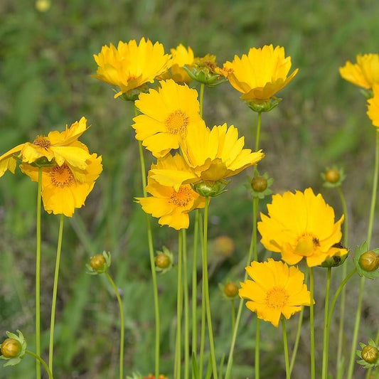 Coreopsis lanceolata - Lanceleaf Coreopsis