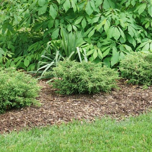 Juniperus communis 'SMNJCB' - Tortuga® Juniper