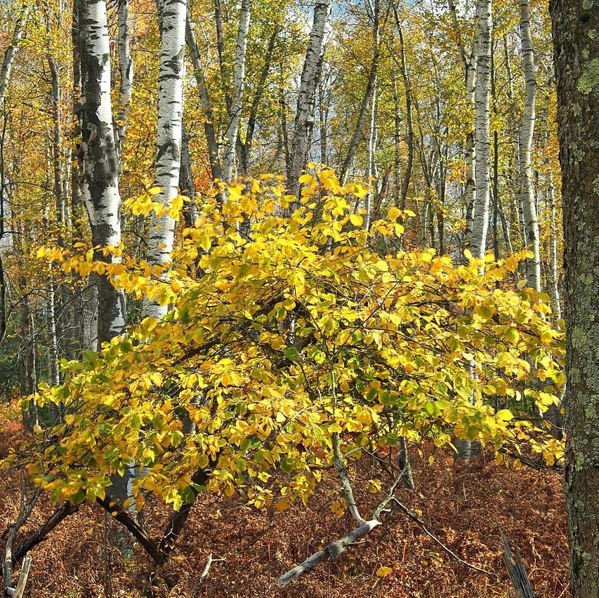 Hamamelis virginiana - Witch Hazel