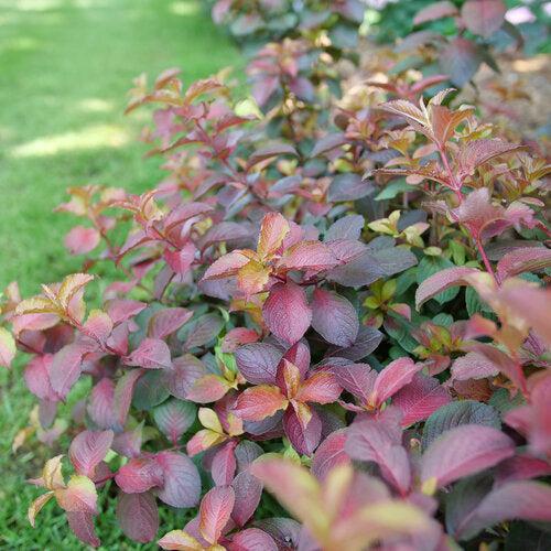 Weigela florida 'Verweig9' PP35146 - Midnight Sun™ Weigela