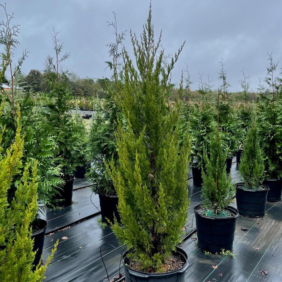Juniperus chinensis 'Spartan' - Spartan Chinese Juniper