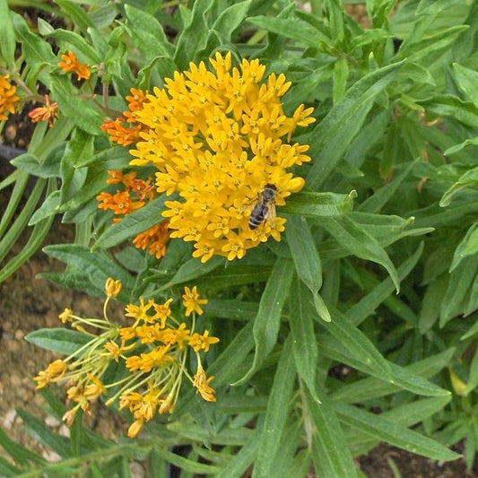 Asclepias tuberosa 'Hello Yellow' - Hello Yellow Butterfly Weed