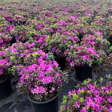 Rhododendron 'Karen' - Karen Azalea