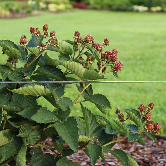 Rubus 'Ponca' PP33330 - Taste of Heaven™ Thornless Blackberry