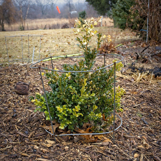 Buxus microphylla var. japonica 'Green Beauty' - Green Beauty Boxwood