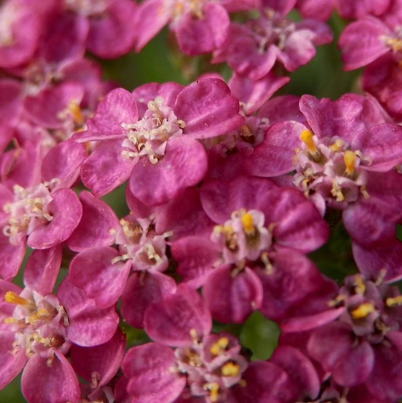 Achillea millefolium 'FLORACHRO1' - Milly Rock™ Rose Yarrow