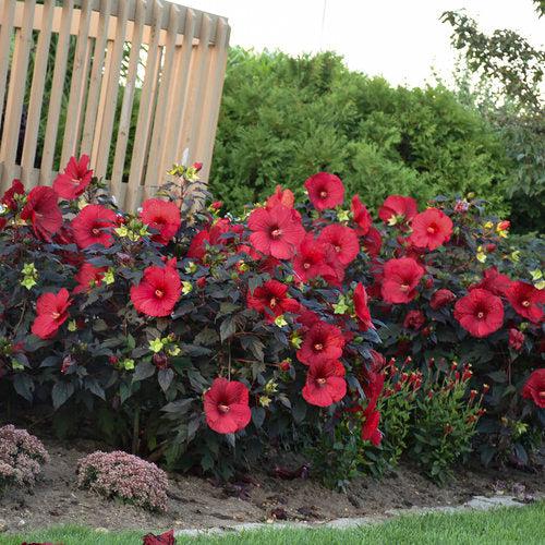 Hibiscus 'Holy Grail' - Summerific® Holy Grail Hibiscus