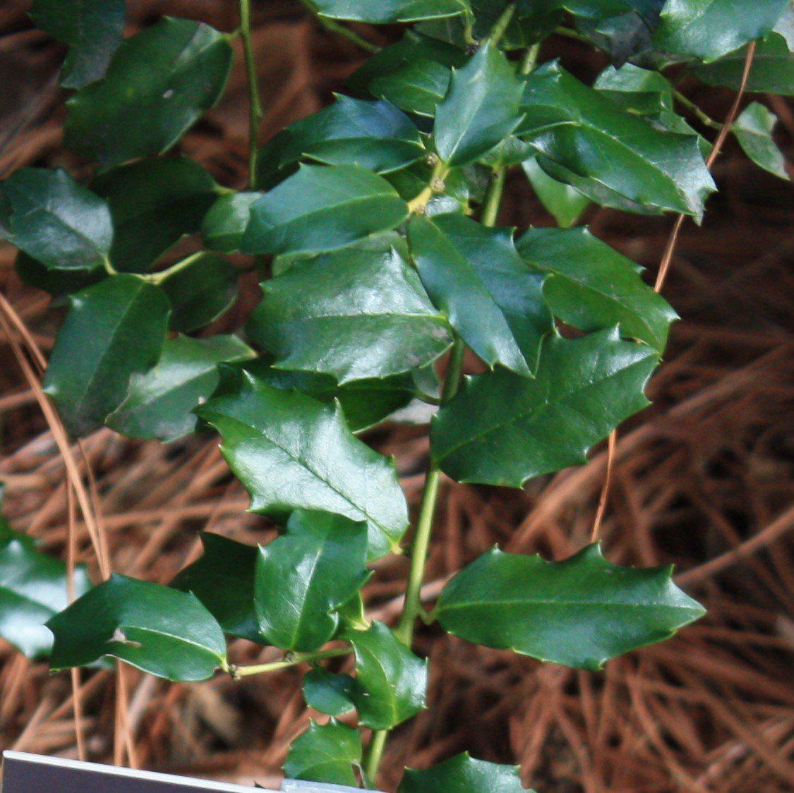 Ilex x meserveae 'Mesog' - China Girl® Holly