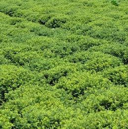 Ilex crenata 'Soft-Touch' - Soft Touch Japanese Holly