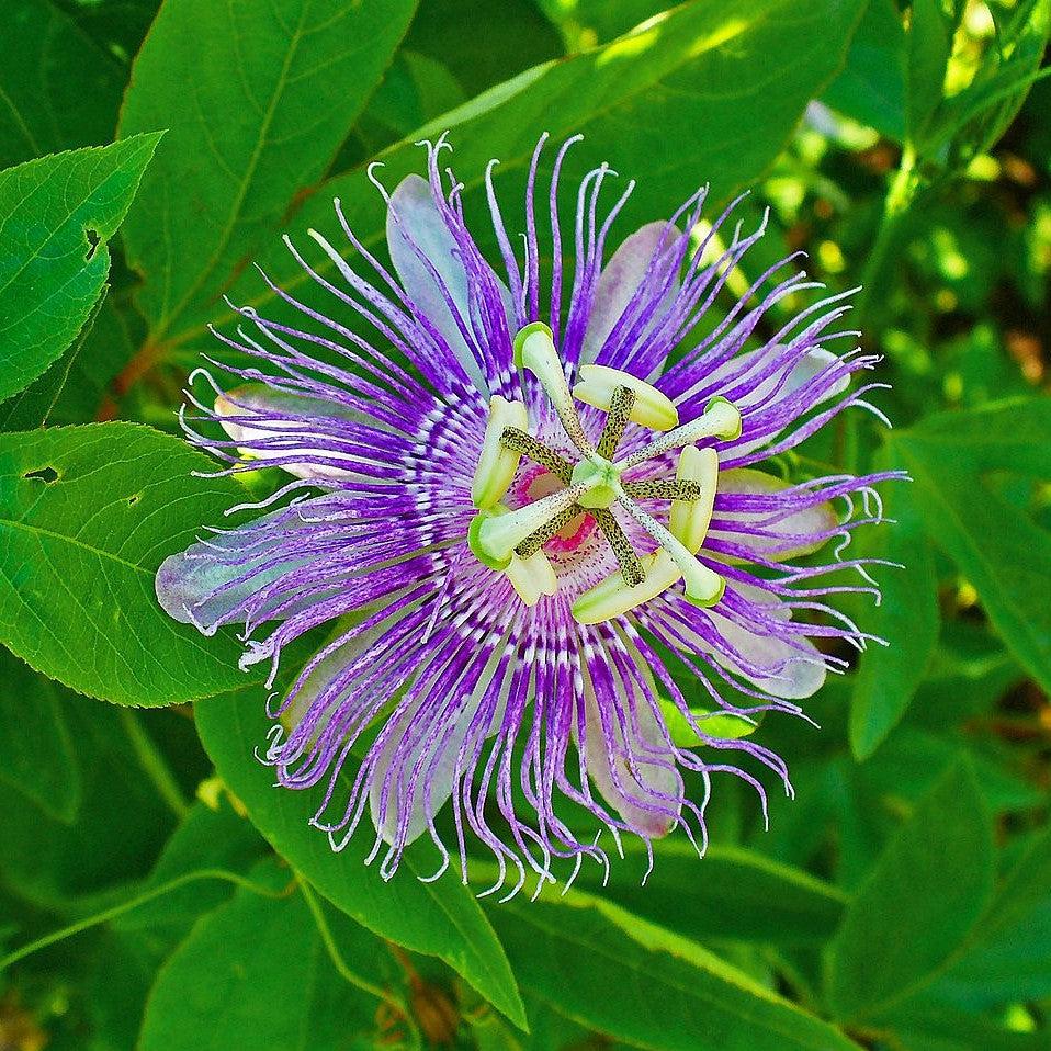 Passiflora incarnata - Passion Flower, Maypop