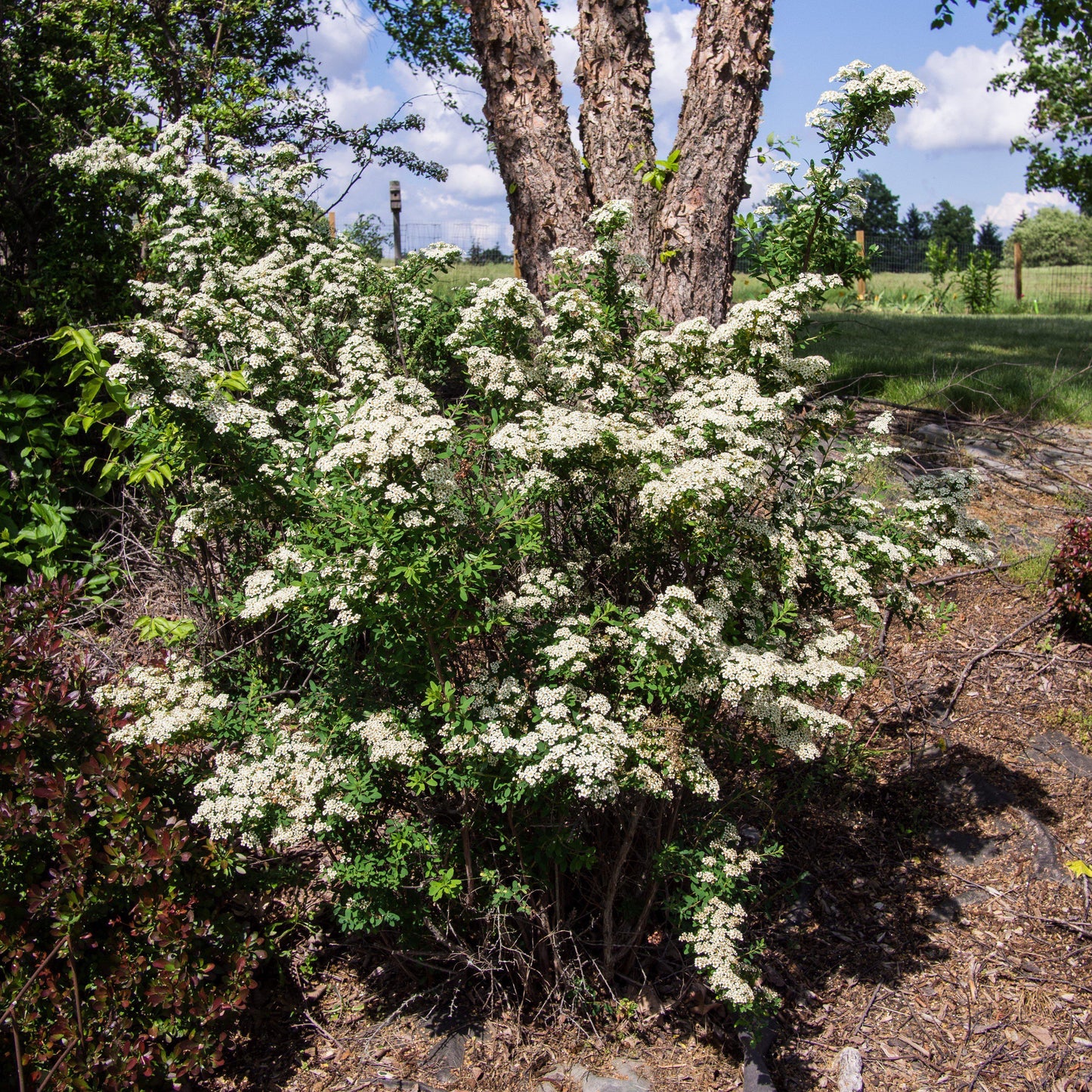 Spiraea nipponica 'Snowmound' - Snowmound Spirea