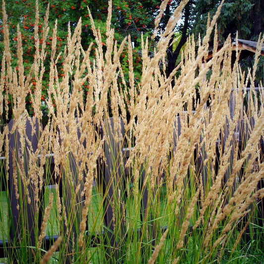 Calamagrostis x acutiflora 'Karl Foerster' - Karl Foerster's Feather Reed Grass