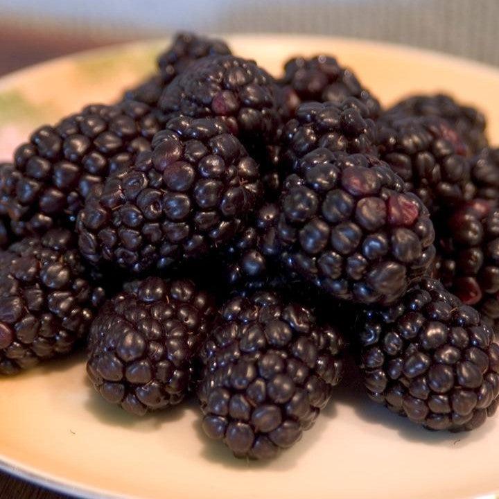 Rubus 'Bristol' - Bristol Black Raspberry