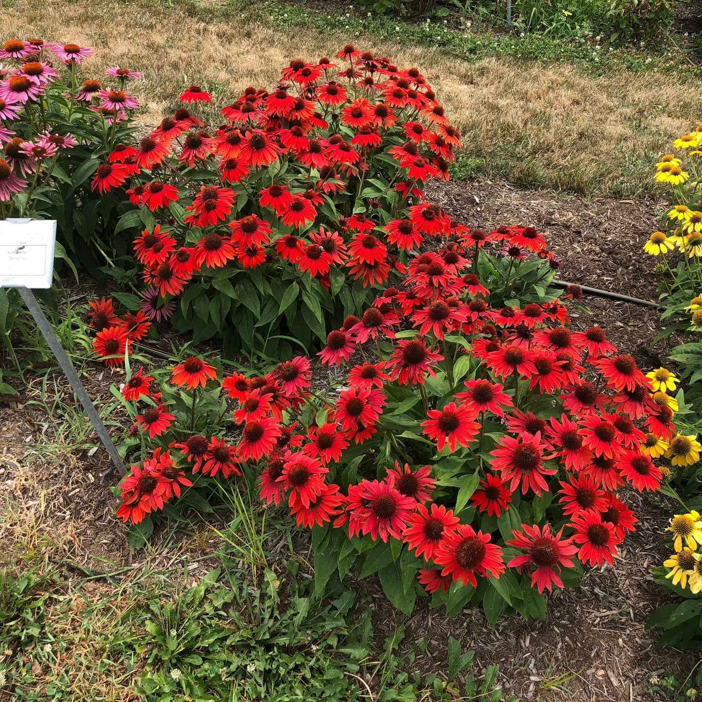 Echinacea x 'Balsomanita' PPAF - Sombrero® Sangrita Coneflower