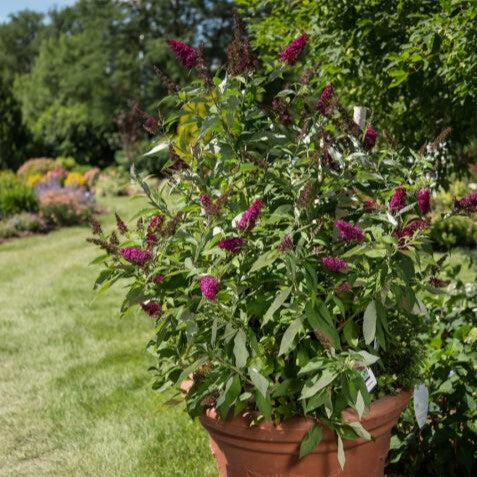 Buddleia davidii 'PIIBD-II' PP26,278 - First Editions® Funky Fuchsia™ Butterfly Bush