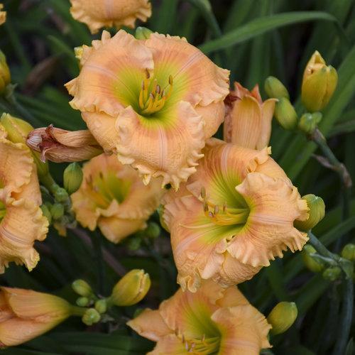 Hemerocallis 'Orange Smoothie' - Rainbow Rhythm® Orange Smoothie Daylily