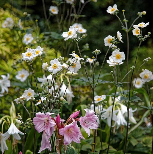 Anemone x hybrida 'Honorine Jobert' - Honorine Jobert Anemone