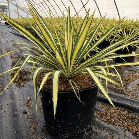 Yucca filamentosa 'Color Guard' - Color Guard Adam's Needle, Yucca
