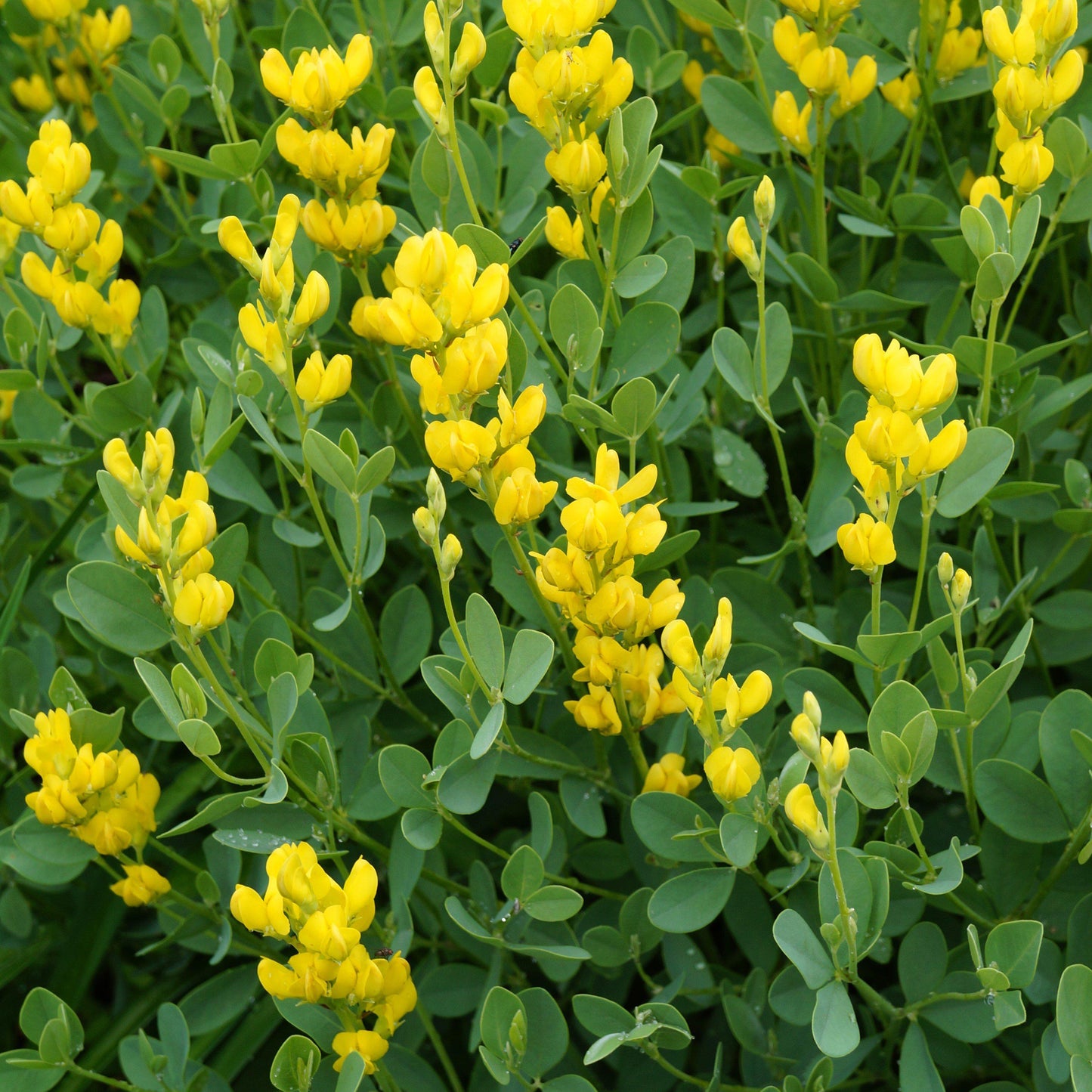 Baptisia australis 'American Goldfinch' - American Goldenfinch False Indigo