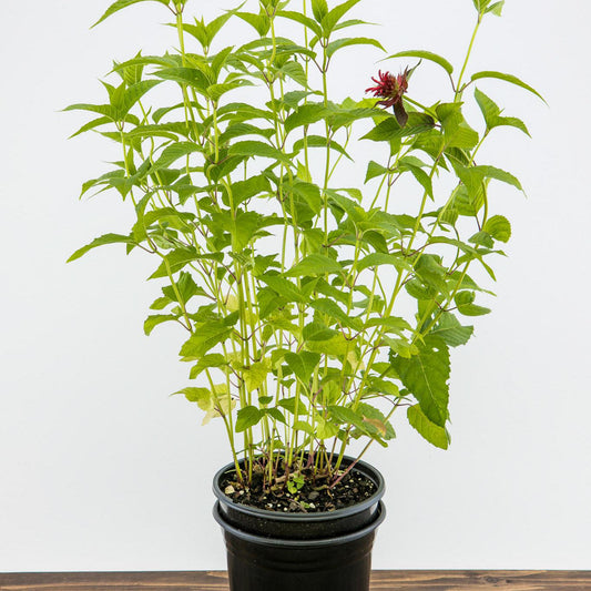 Monarda didyma 'Jacob Cline' - Jacob Cline Bee Balm