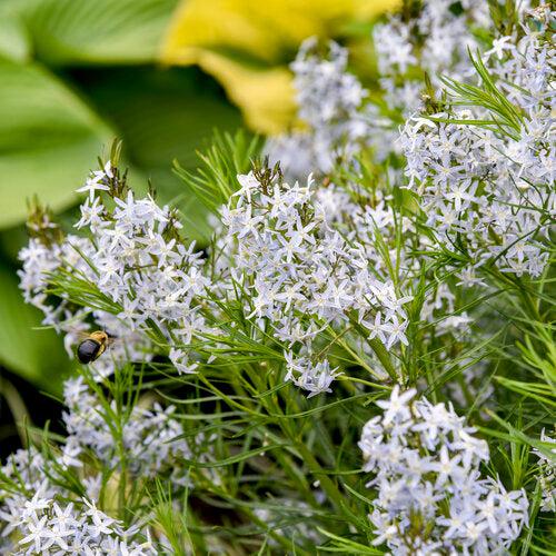 Amsonia 'String Theory' - String Theory Blue Star