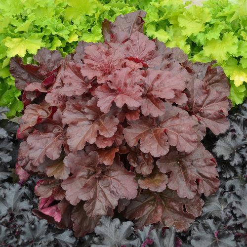 Heuchera 'Mahogany Monster' - Primo® Mahogany Monster Heuchera