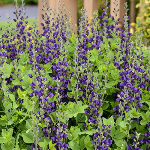 Baptisia 'Sparkling Sapphires' PP27,904 - PW® Decadence® Sparkling Sapphires False Indigo