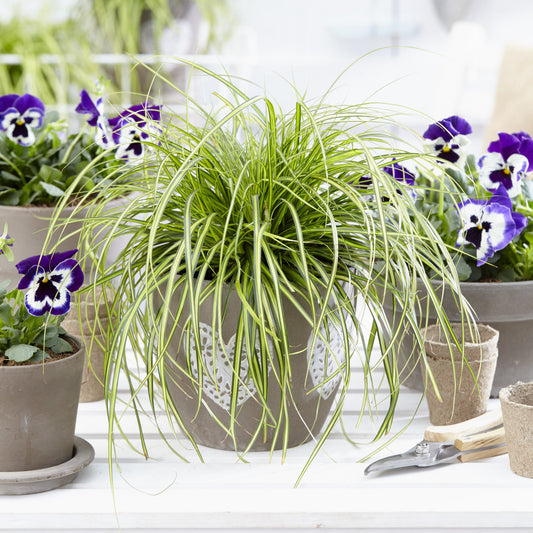 Carex oshimensis 'Eversheen' PP25938 - Evercolor® Eversheen Variegated Sedge