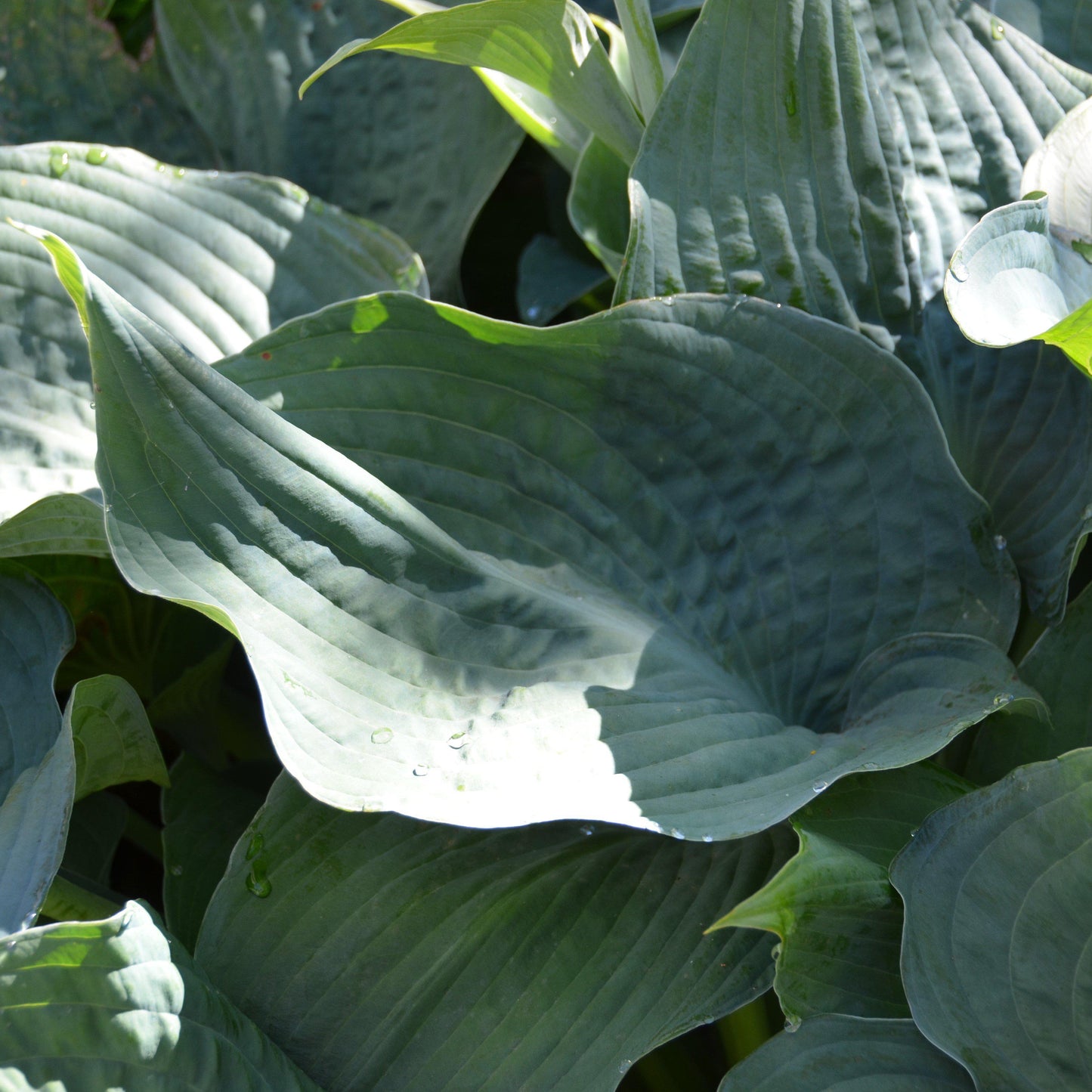 Hosta sieboldiana 'Elegans' - Elegans Hosta