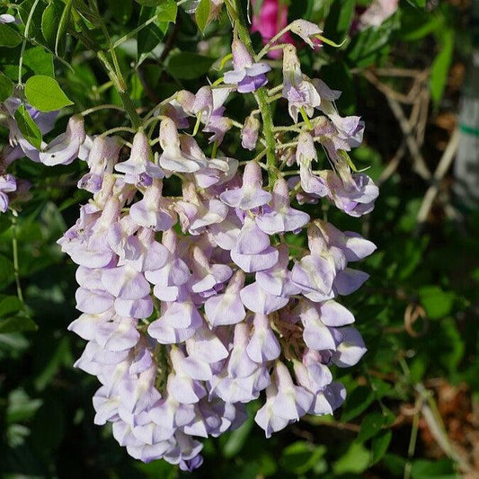 Wisteria macrostachys 'Blue Moon' - Blue Moon Wisteria