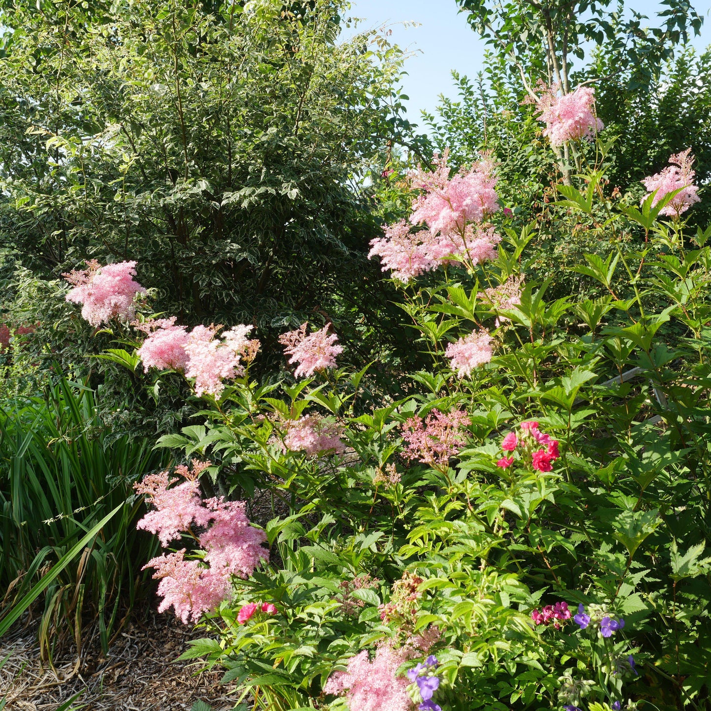 Filipendula rubra 'Venusta' - Venusta Queen of the Prairie
