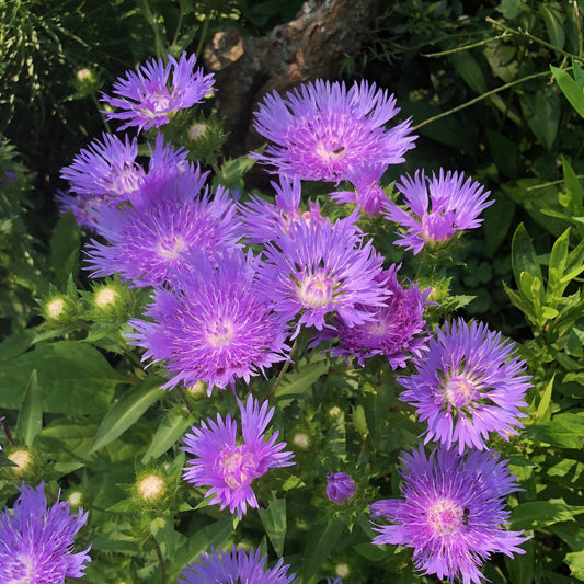 Stokesia laevis 'Mel's Blue' - Mel's Blue Stokes' Aster