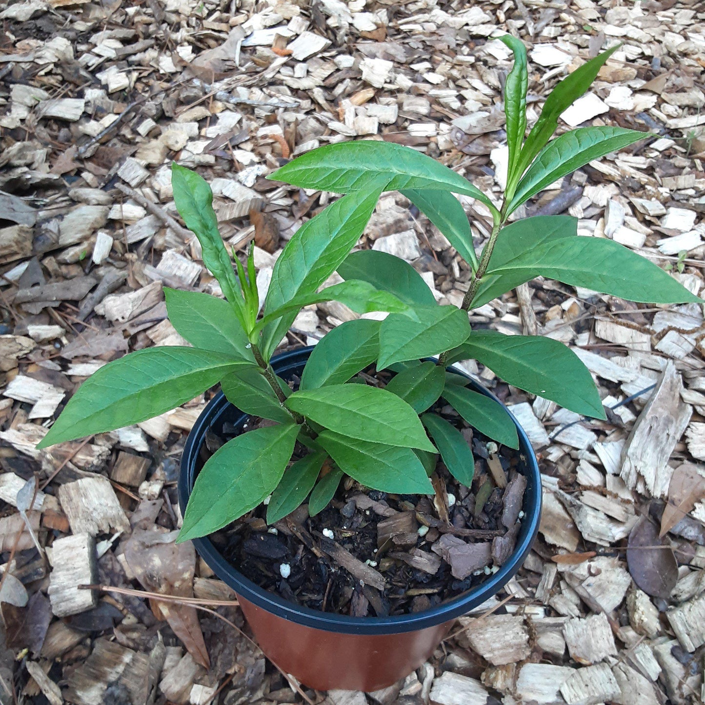 Phlox paniculata ‘Jeana’ - Jeana Garden Phlox