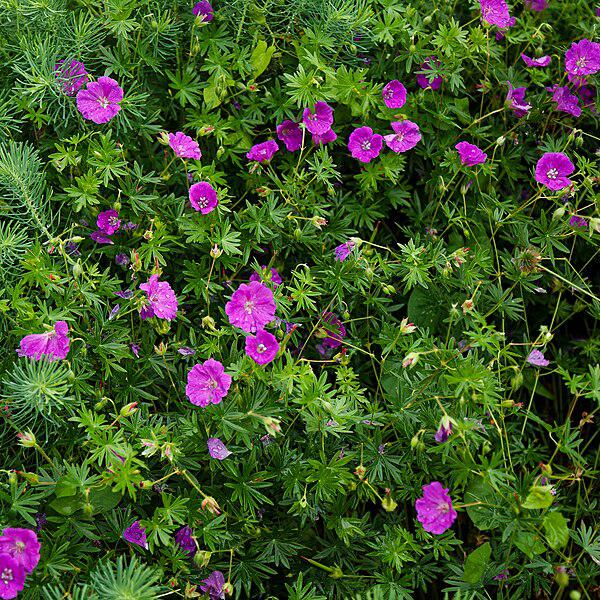 Geranium sanguineum 'New Hampshire Purple' - New Hampshire Purple Geranium