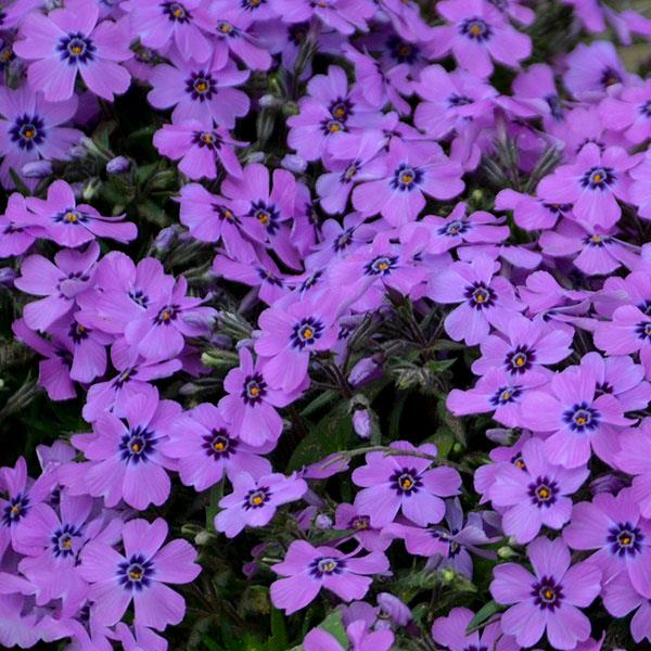 Phlox subulata 'Eye Shadow' - Eye Shadow Creeping Phlox