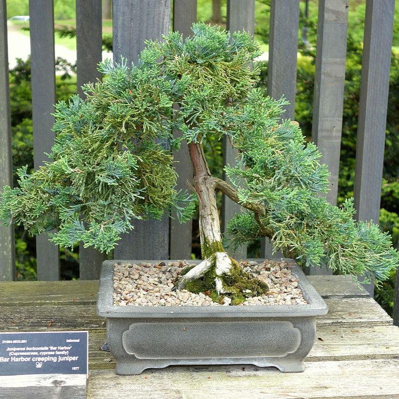 Juniperus horizontalis 'Bar Harbor' - Bar Harbor Juniper