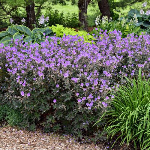 Geranium pratense 'Boom Chocolatta' - Boom Chocolatta Cranesbill