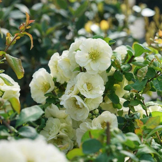 Chaenomeles speciosa 'SMNCSDW' PP35018 - PW® Double Take™ Eternal White® Flowering Quince