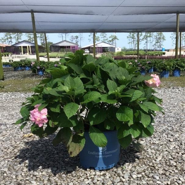Hydrangea macrophylla 'Blushing Bride' - Endless Summer® Blushing Bride® Hydrangea